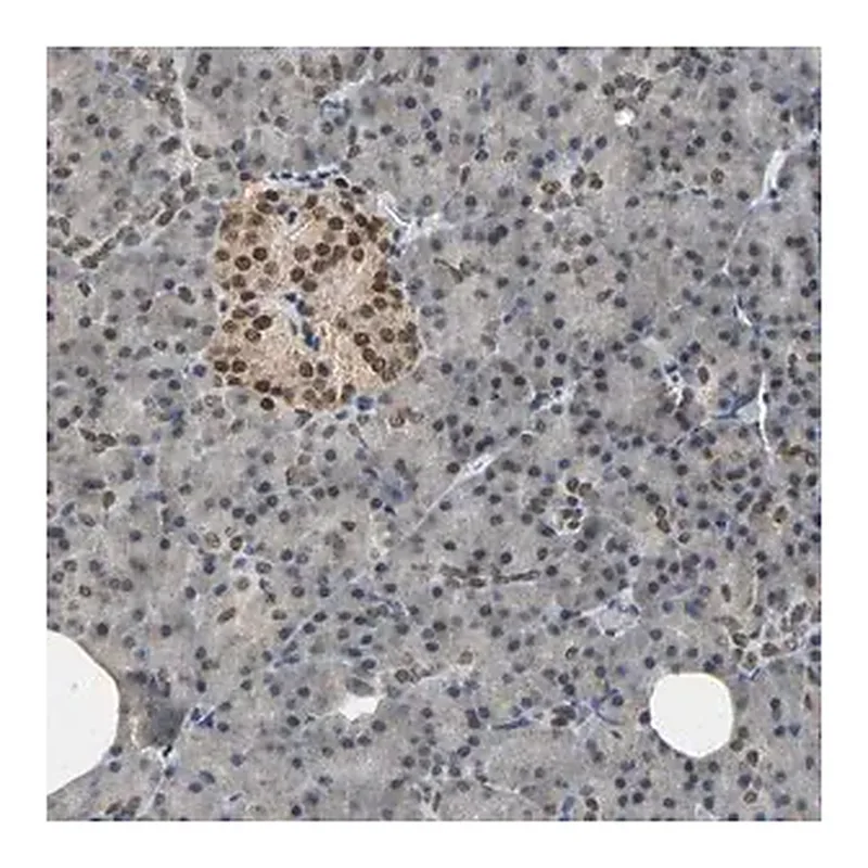 Merck Anti-PHC1 antibody produced in rabbit