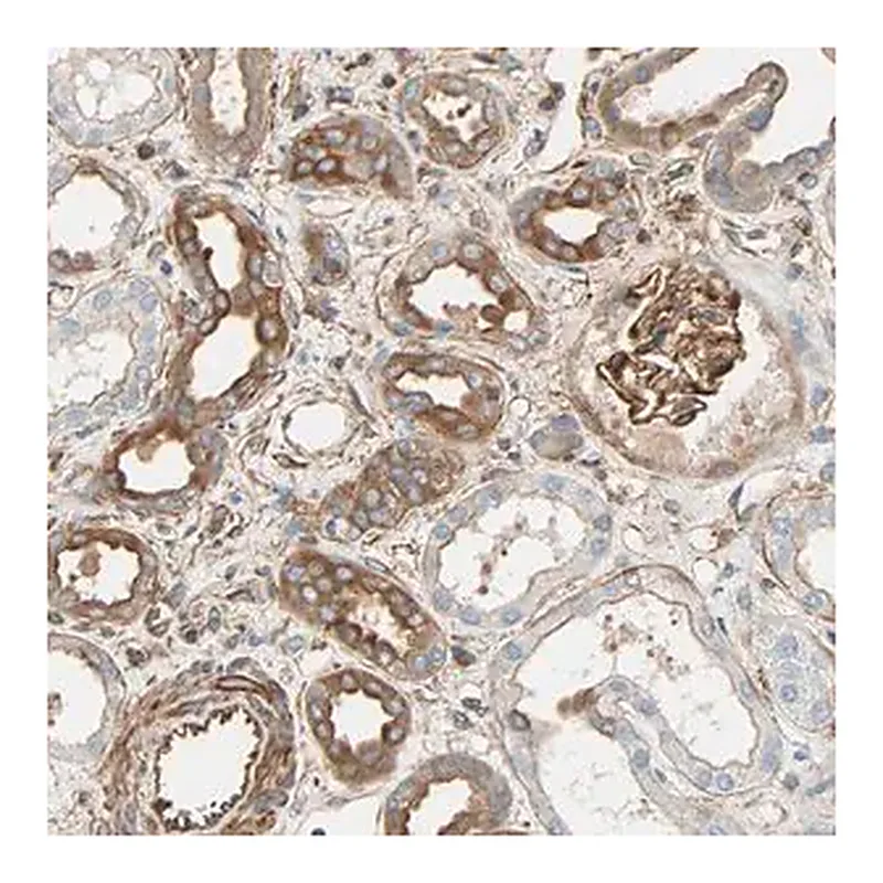 Merck Anti-GALNT10 antibody produced in rabbit