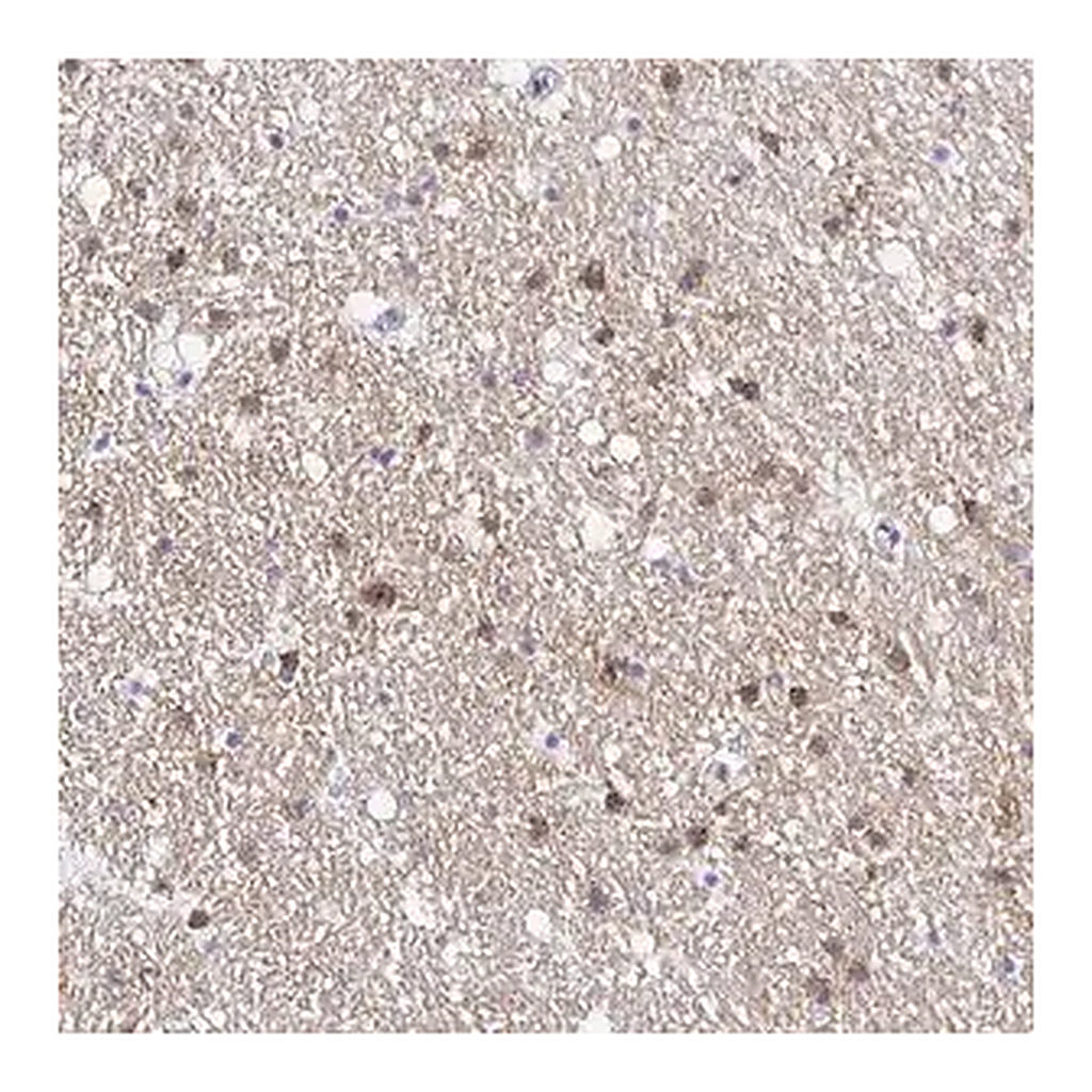 Merck Anti-OPALIN antibody produced in rabbit