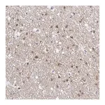 Merck Anti-OPALIN antibody produced in rabbit