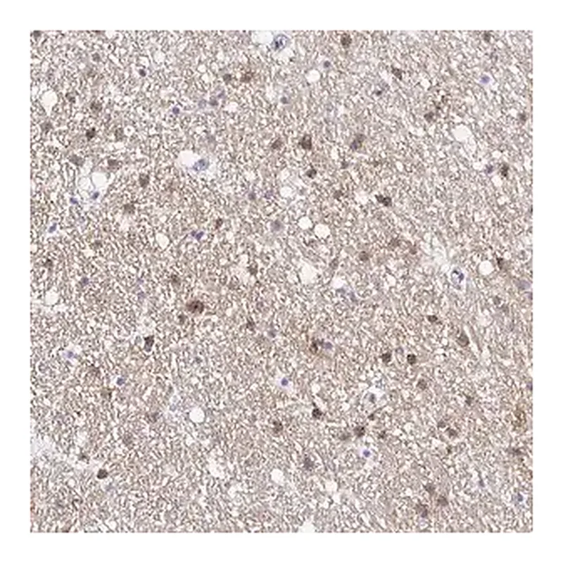 Merck Anti-OPALIN antibody produced in rabbit