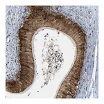 Merck Anti-SPCS2 antibody produced in rabbit