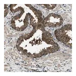 Merck Anti-HEBP2 antibody produced in rabbit