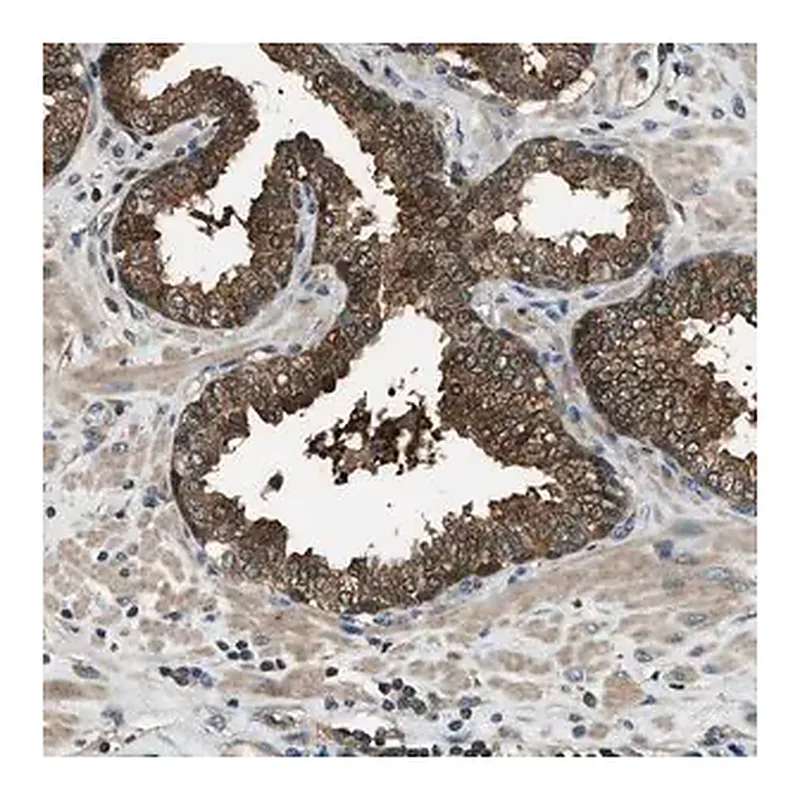 Merck Anti-HEBP2 antibody produced in rabbit