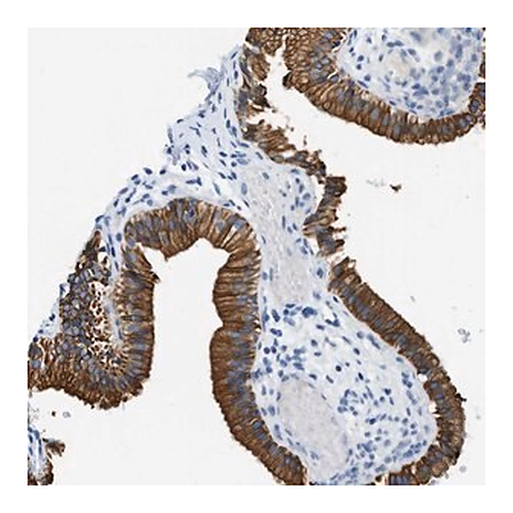 Merck Anti-STXBP2 antibody produced in rabbit