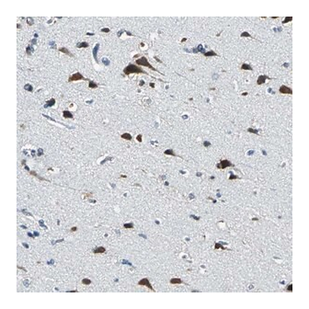 Merck Anti-ZNF415 antibody produced in rabbit