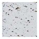 Merck Anti-ZNF415 antibody produced in rabbit