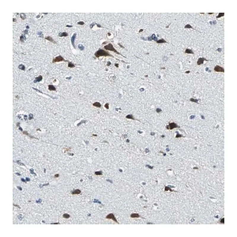 Merck Anti-ZNF415 antibody produced in rabbit