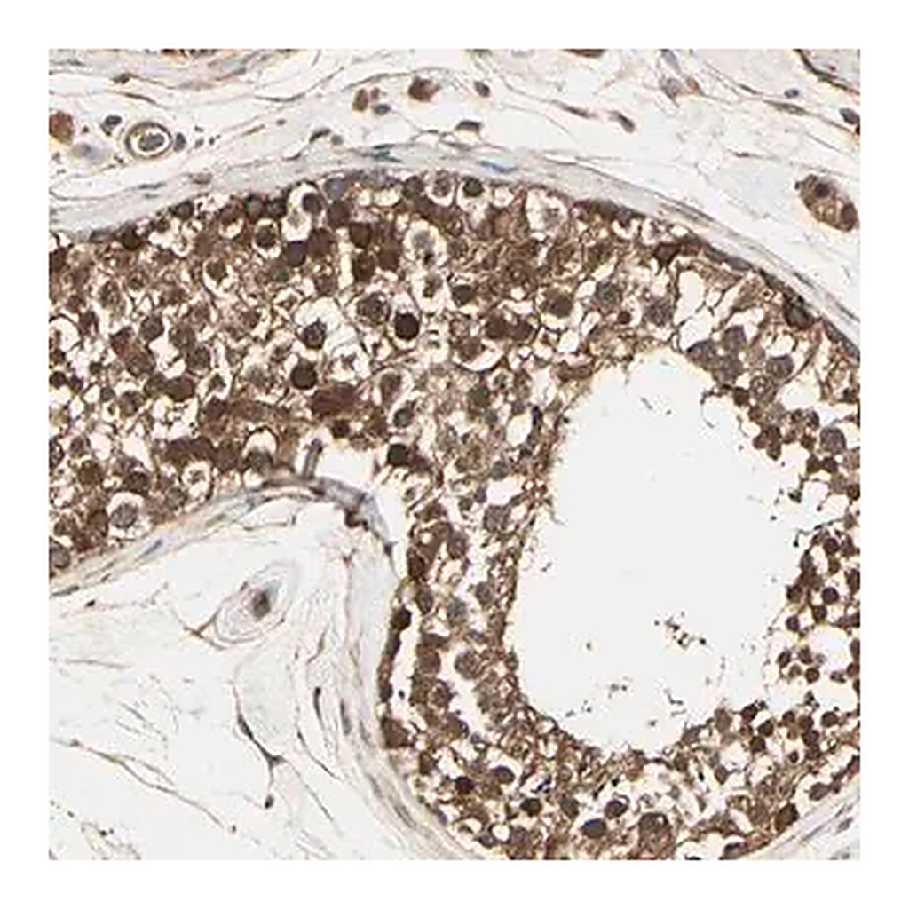 Merck Anti-RNF14 antibody produced in rabbit