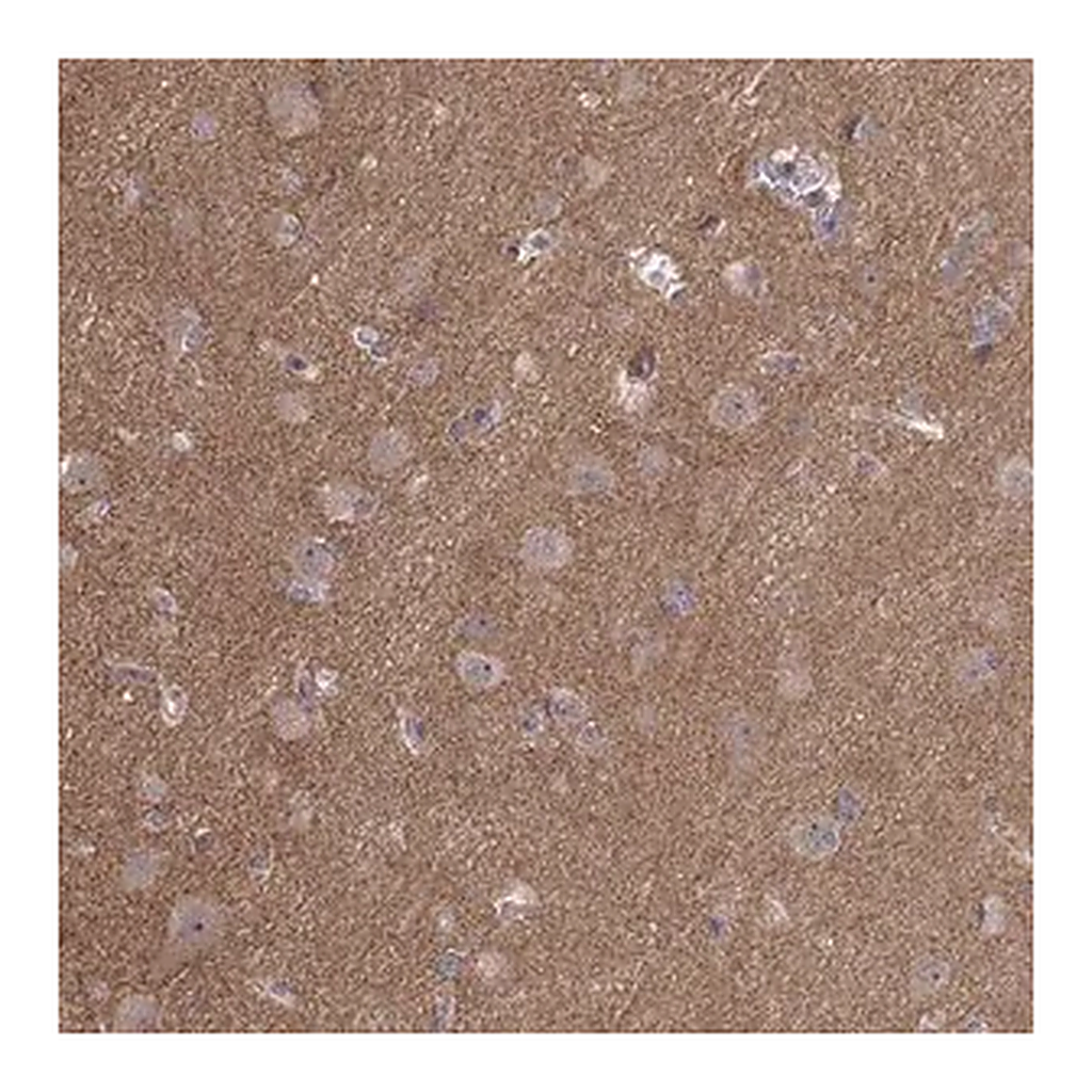 Merck Anti-APC antibody produced in rabbit