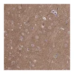 Merck Anti-APC antibody produced in rabbit