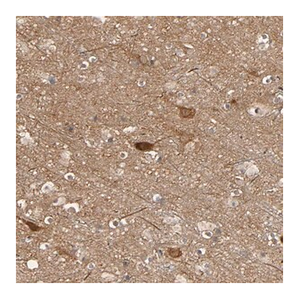 Merck Anti-SGSM1 antibody produced in rabbit