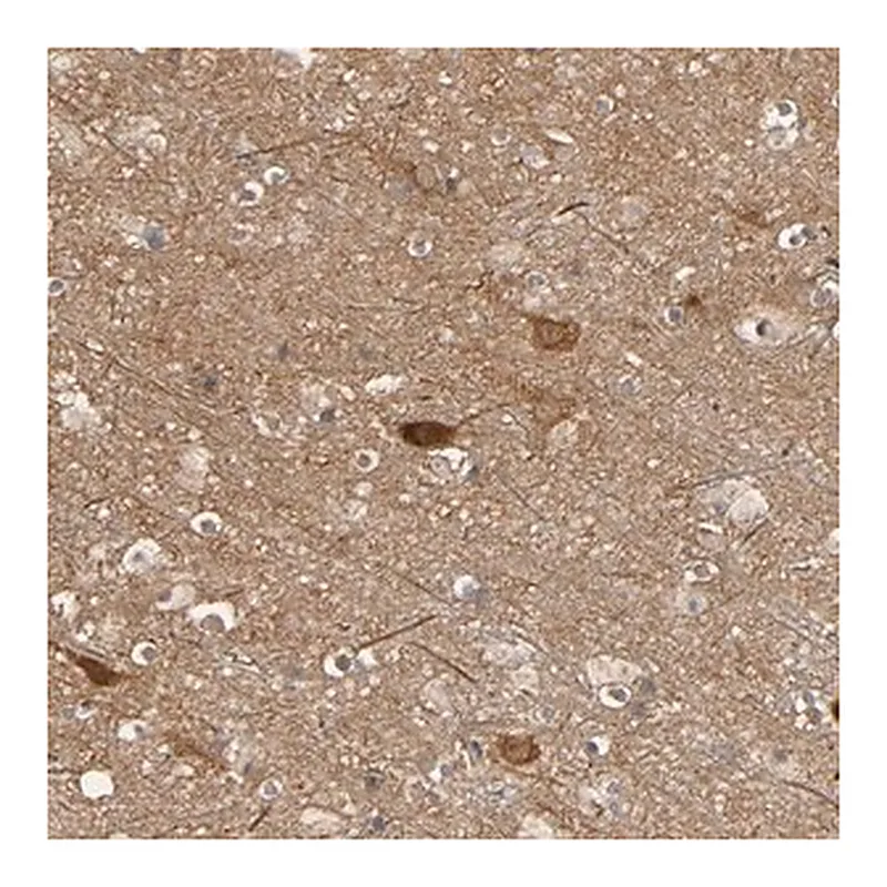 Merck Anti-SGSM1 antibody produced in rabbit
