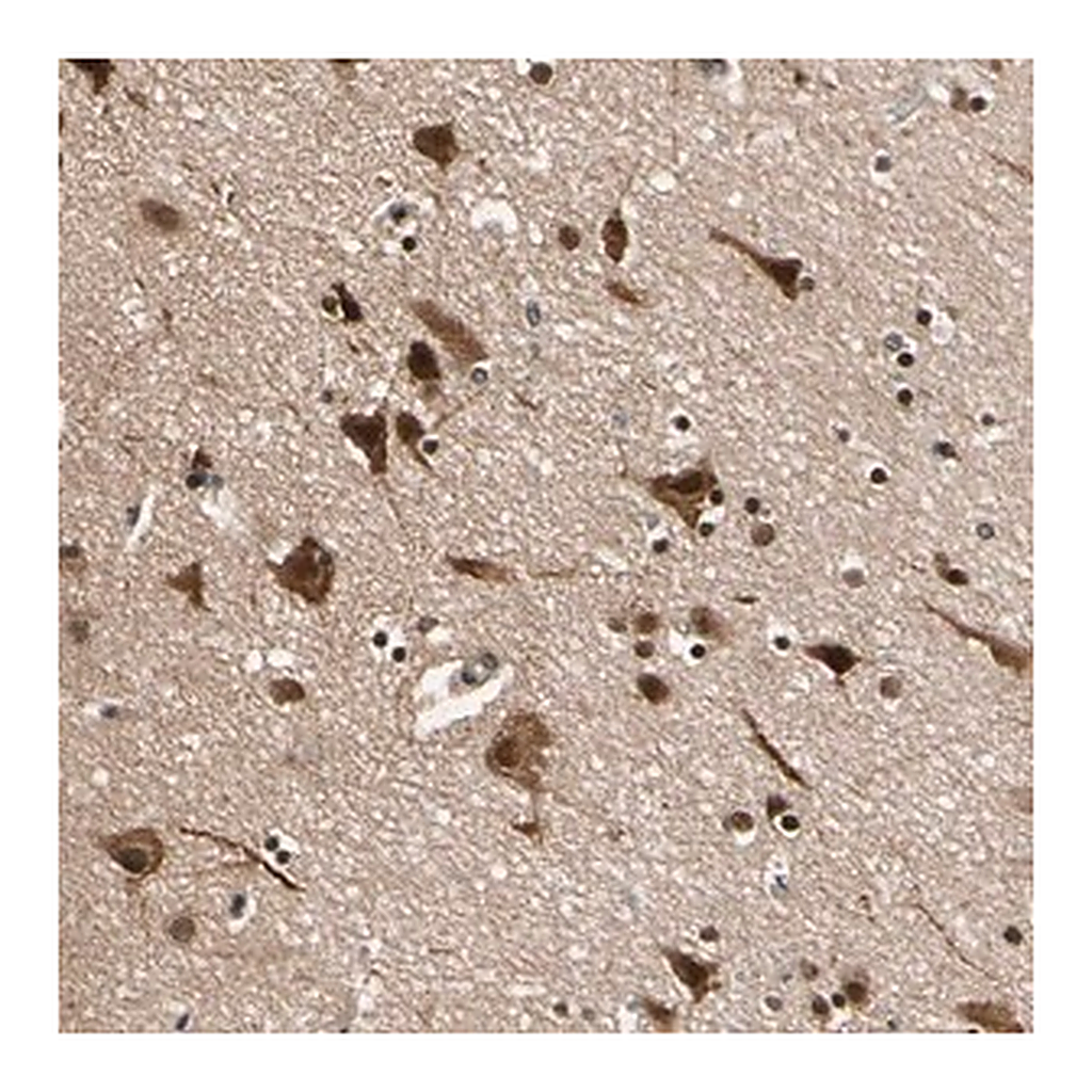 Merck Anti-NGEF antibody produced in rabbit