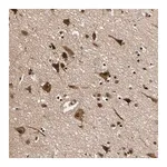 Merck Anti-NGEF antibody produced in rabbit