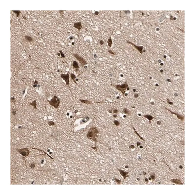 Merck Anti-NGEF antibody produced in rabbit