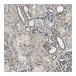Merck Anti-CTIF antibody produced in rabbit
