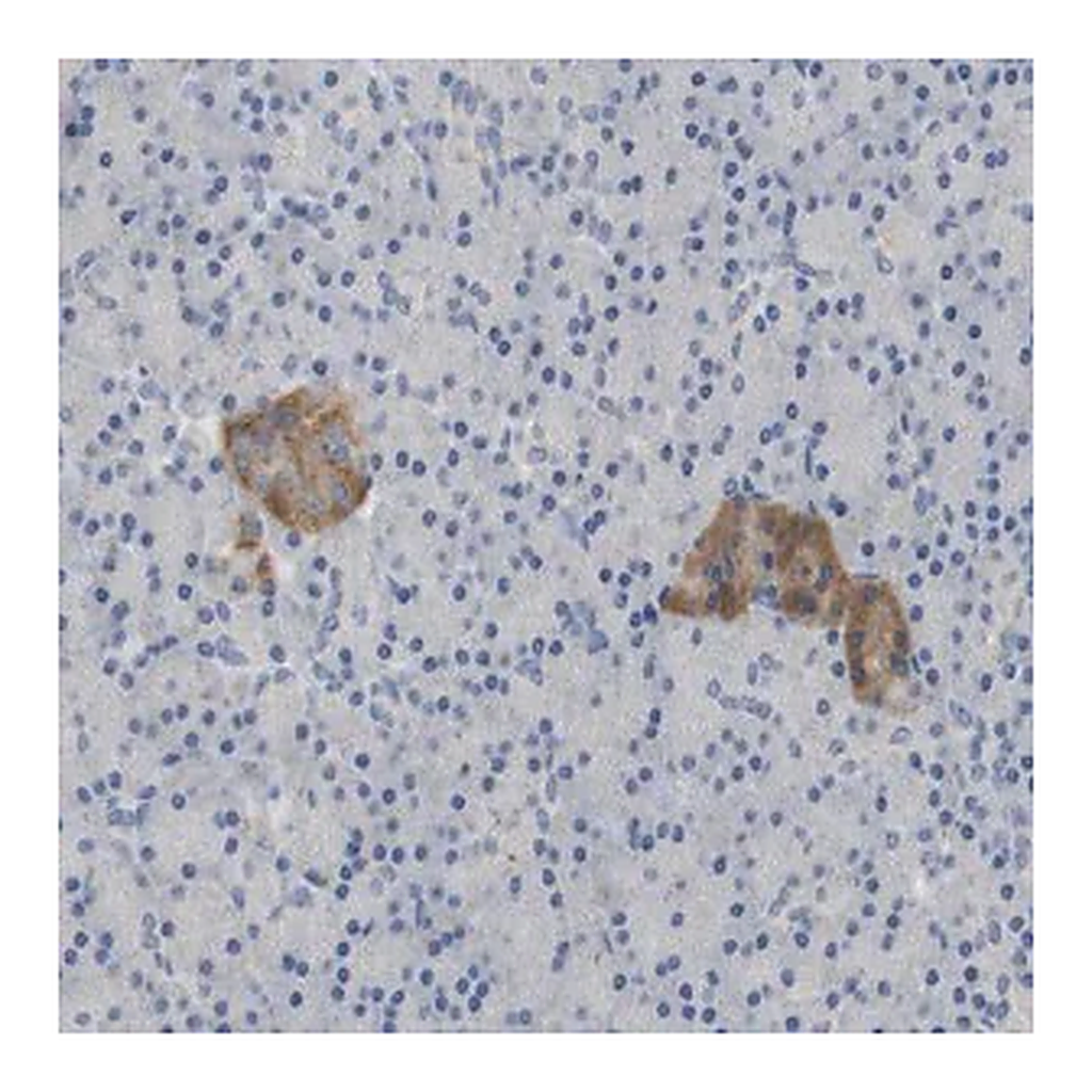 Merck Anti-FNDC9 antibody produced in rabbit