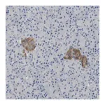 Merck Anti-FNDC9 antibody produced in rabbit