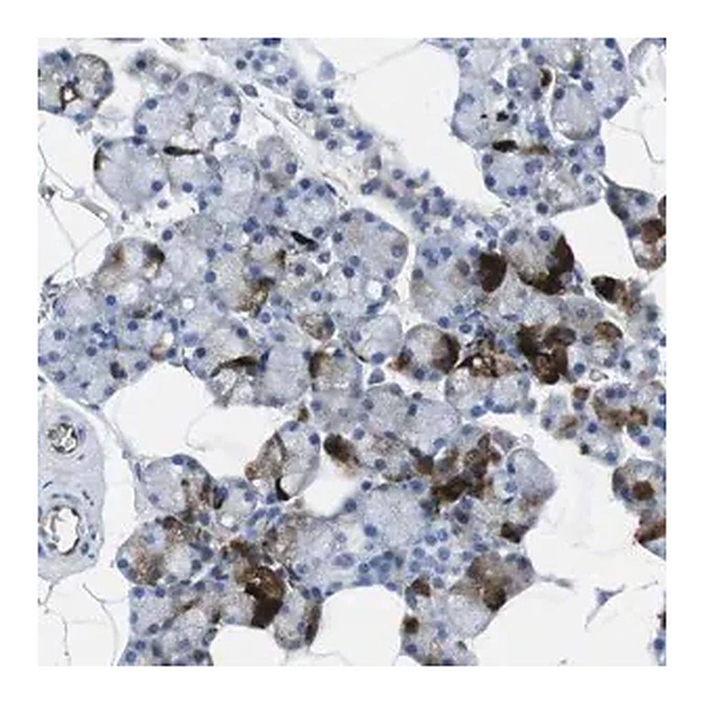 Merck Anti-HSPA12B antibody produced in rabbit