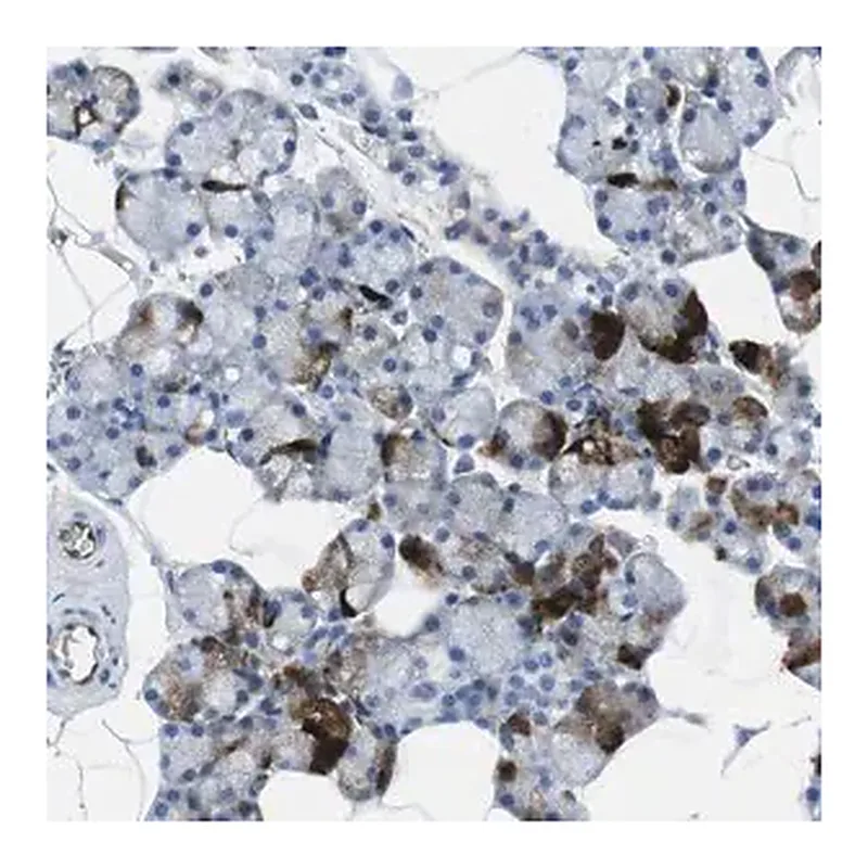 Merck Anti-HSPA12B antibody produced in rabbit