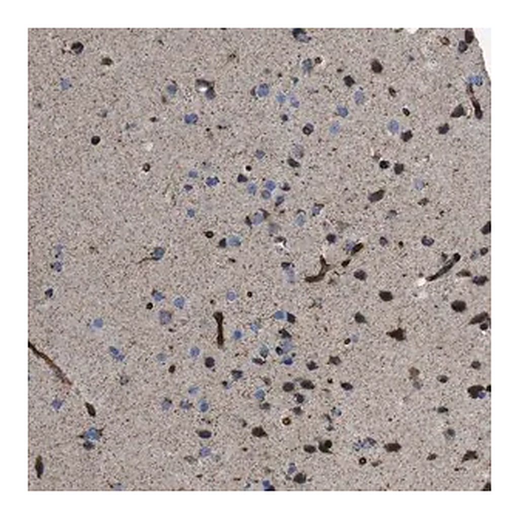 Merck Anti-CHST10 antibody produced in rabbit