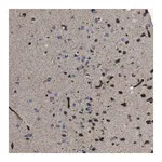 Merck Anti-CHST10 antibody produced in rabbit