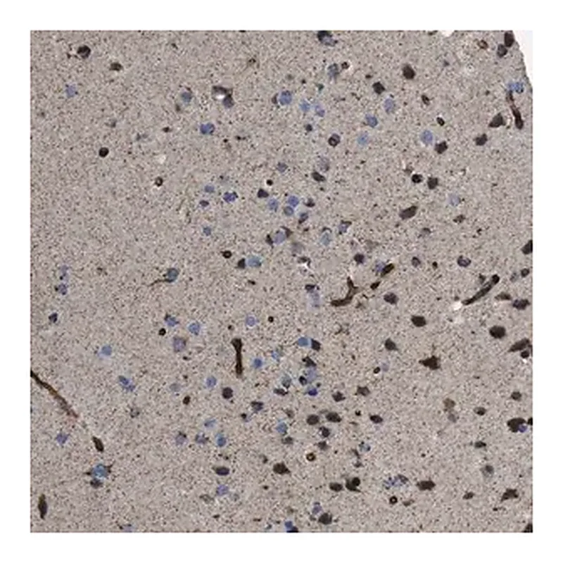 Merck Anti-CHST10 antibody produced in rabbit