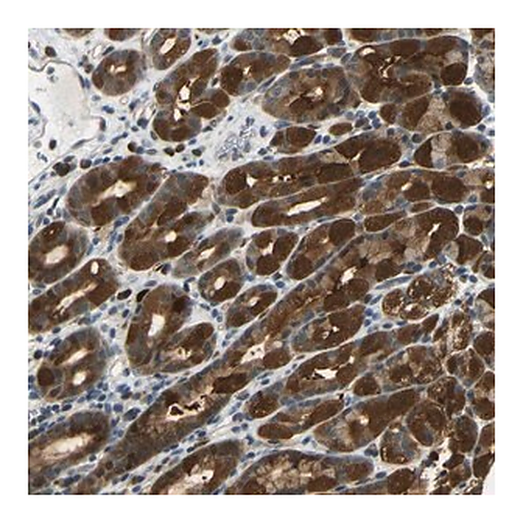 Merck Anti-SYDE1 antibody produced in rabbit