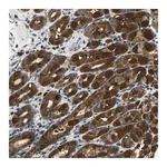 Merck Anti-SYDE1 antibody produced in rabbit