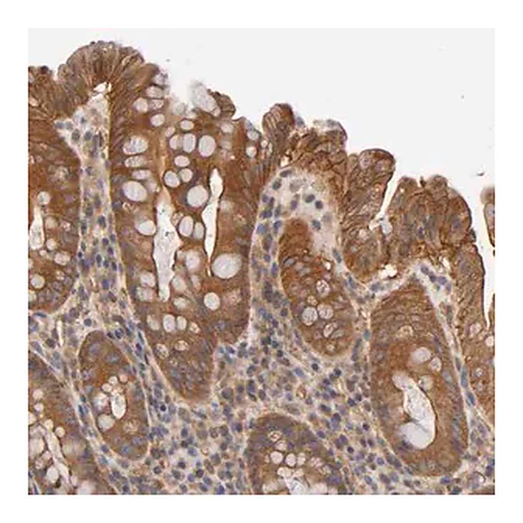 Merck Anti-LAMTOR2 antibody produced in rabbit