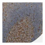Merck Anti-DNAJC4 antibody produced in rabbit