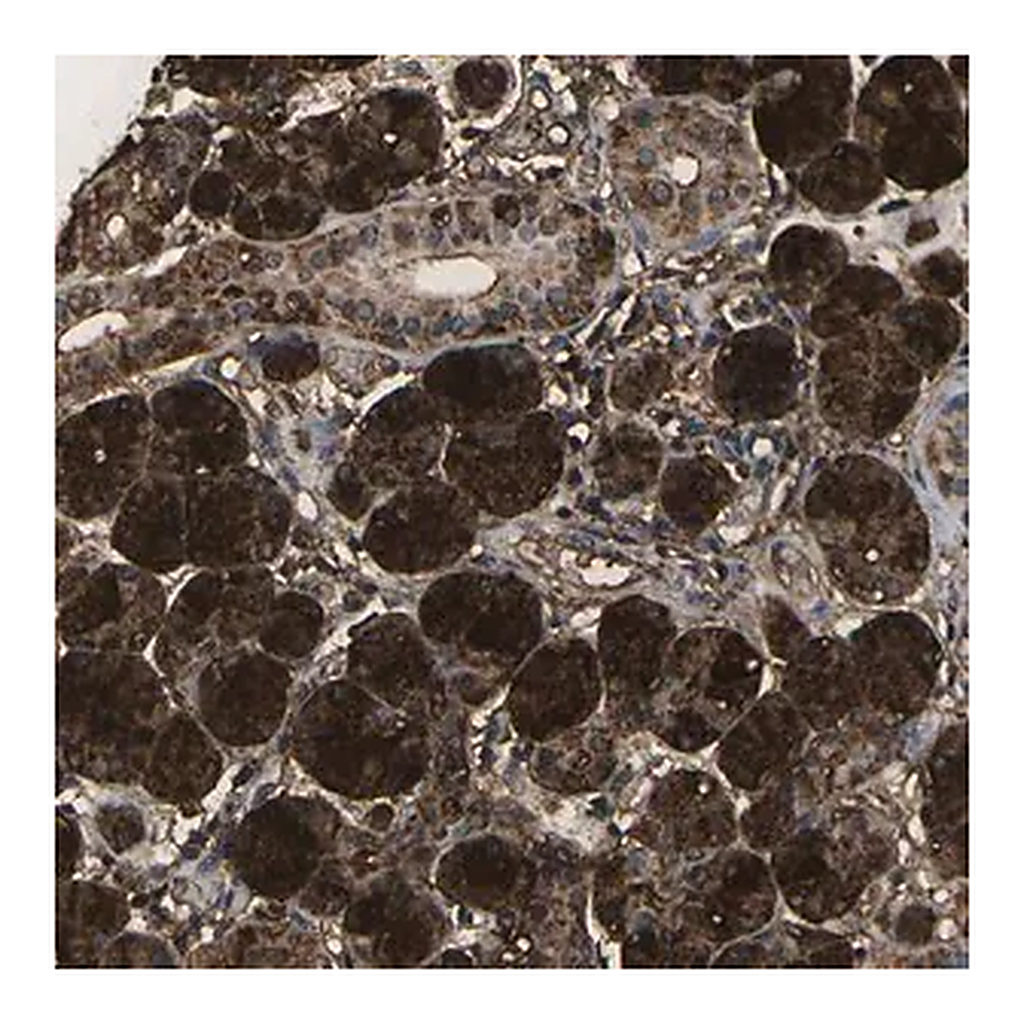 Merck Anti-VASN antibody produced in rabbit
