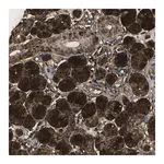 Merck Anti-VASN antibody produced in rabbit
