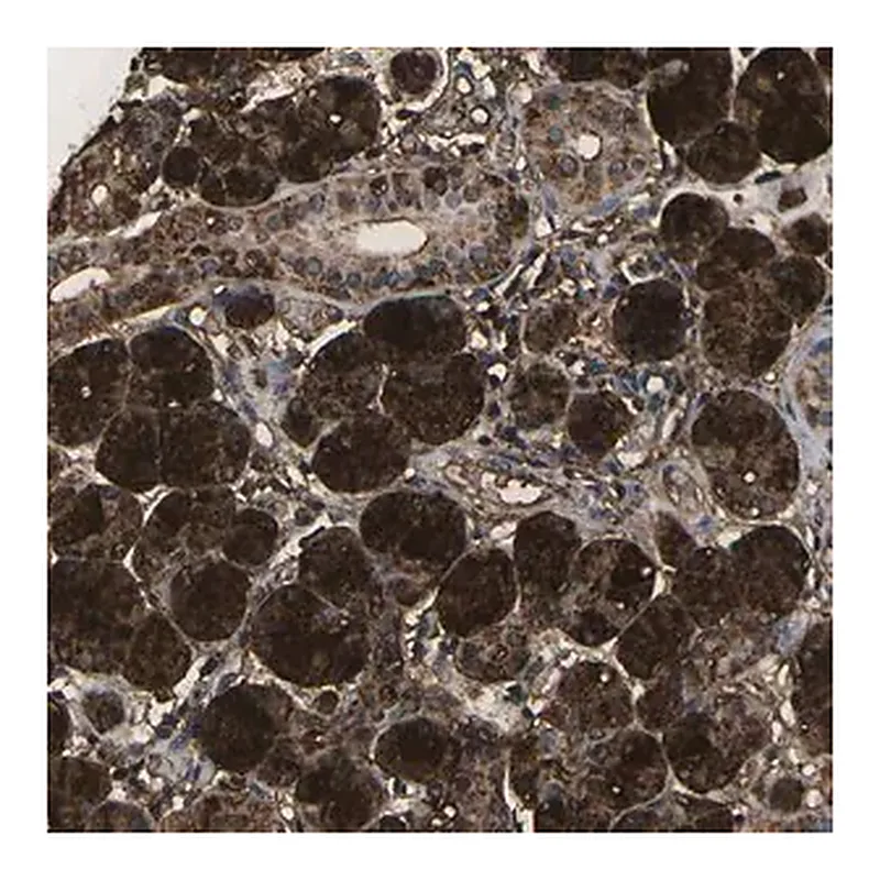 Merck Anti-VASN antibody produced in rabbit
