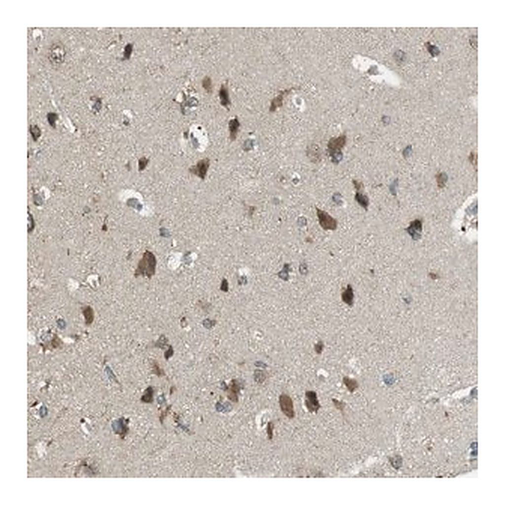 Merck Anti-BRI3BP antibody produced in rabbit