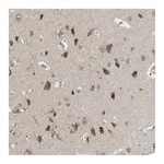 Merck Anti-BRI3BP antibody produced in rabbit