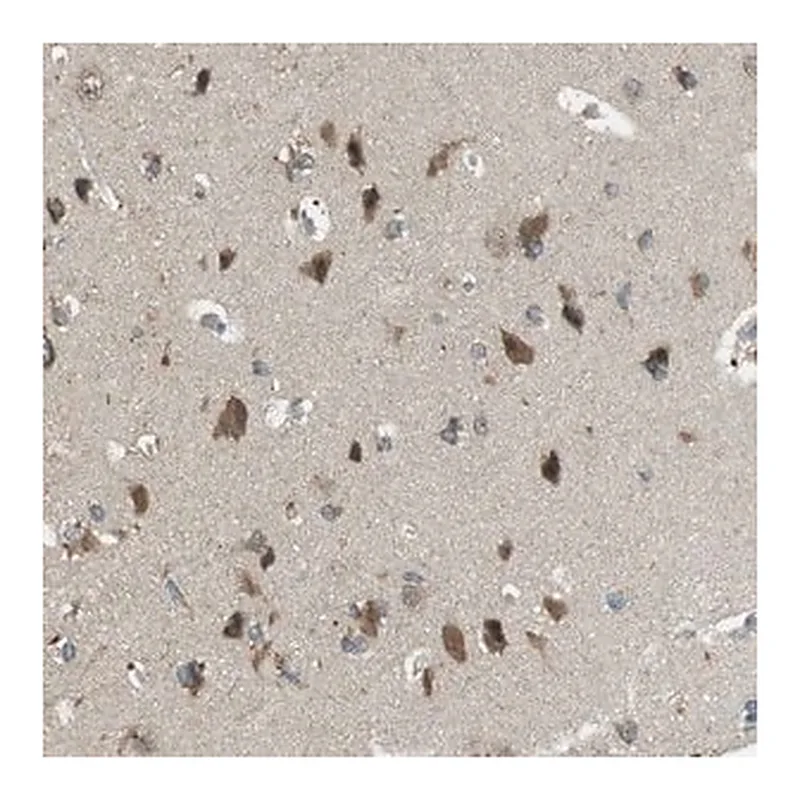 Merck Anti-BRI3BP antibody produced in rabbit