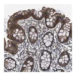 Merck Anti-TRIP4 antibody produced in rabbit