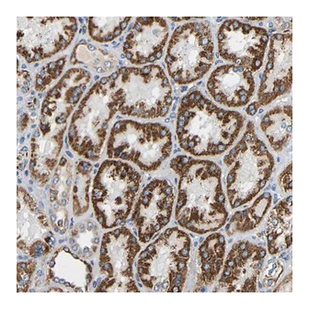 Merck Anti-GALNT18 antibody produced in rabbit