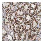 Merck Anti-GALNT18 antibody produced in rabbit