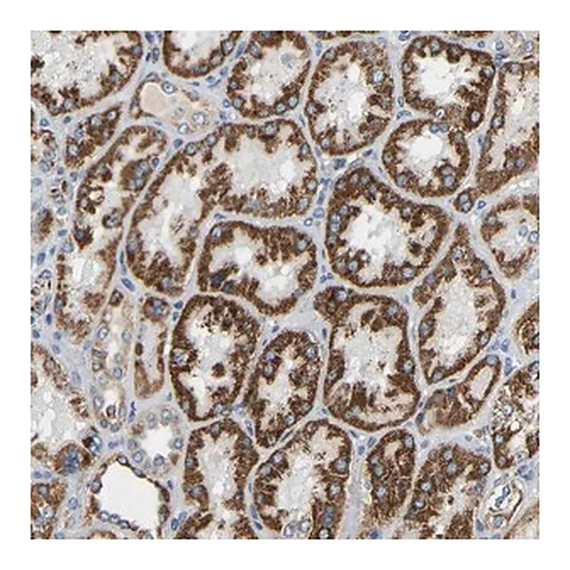Merck Anti-GALNT18 antibody produced in rabbit