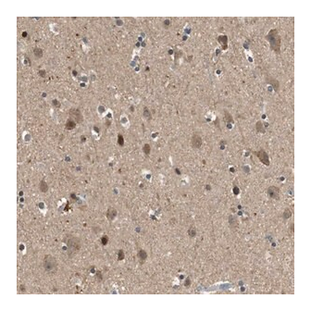 Merck Anti-HSPA13 antibody produced in rabbit
