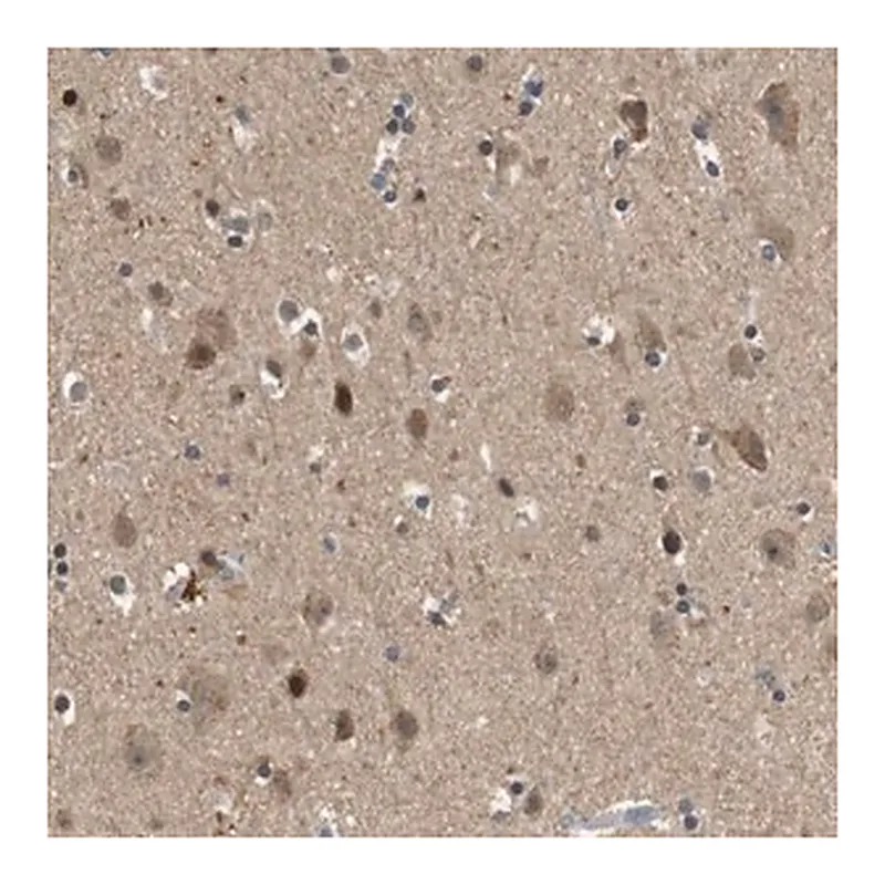 Merck Anti-HSPA13 antibody produced in rabbit