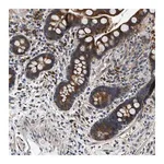 Merck Anti-PLD2 antibody produced in rabbit