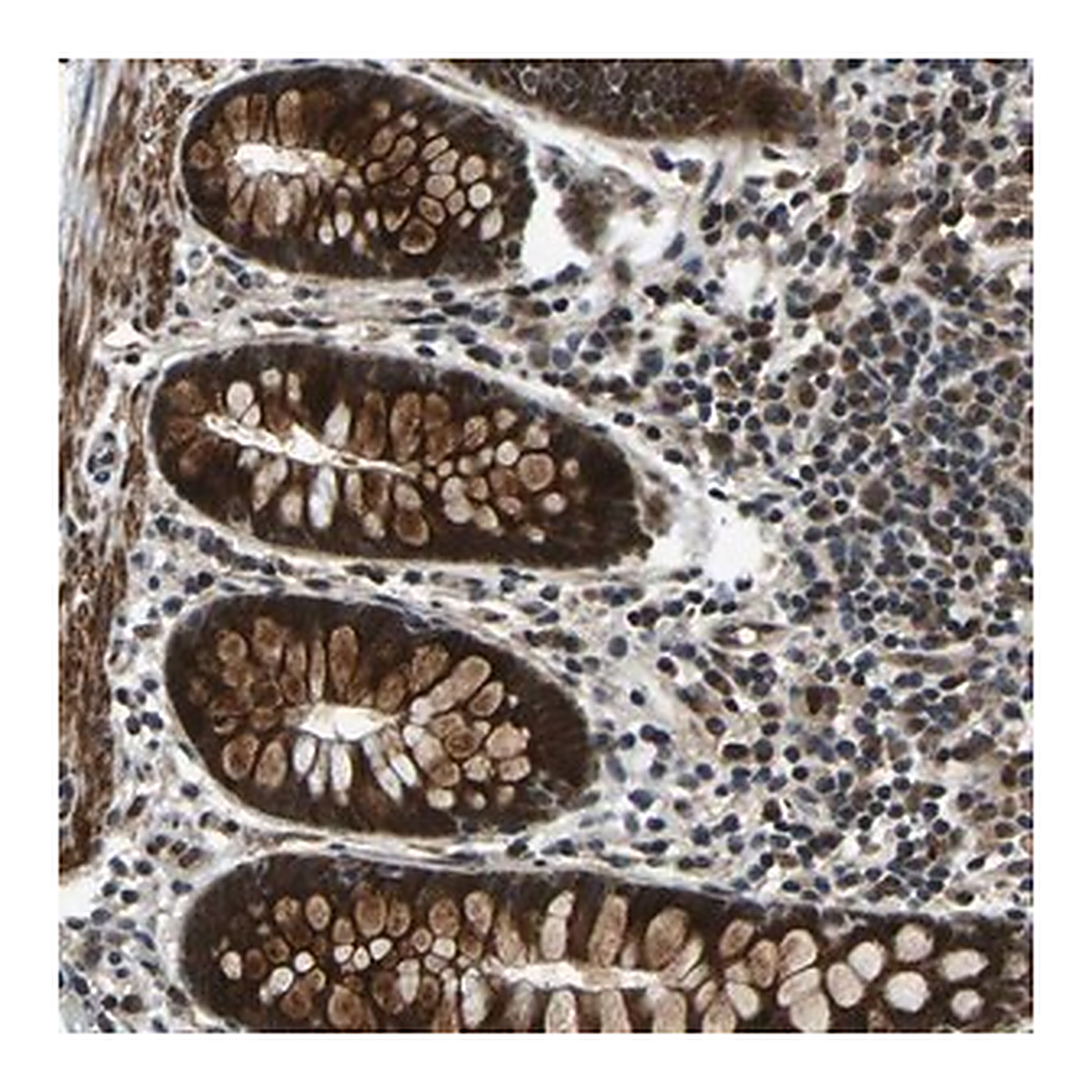 Merck Anti-RLIM antibody produced in rabbit