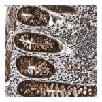 Merck Anti-RLIM antibody produced in rabbit