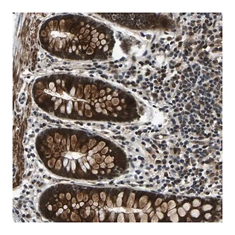 Merck Anti-RLIM antibody produced in rabbit