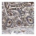 Merck Anti-KSR1 antibody produced in rabbit