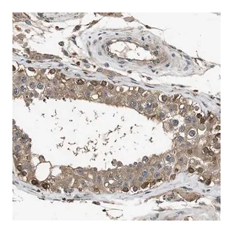 Merck Anti-FZD10 antibody produced in rabbit